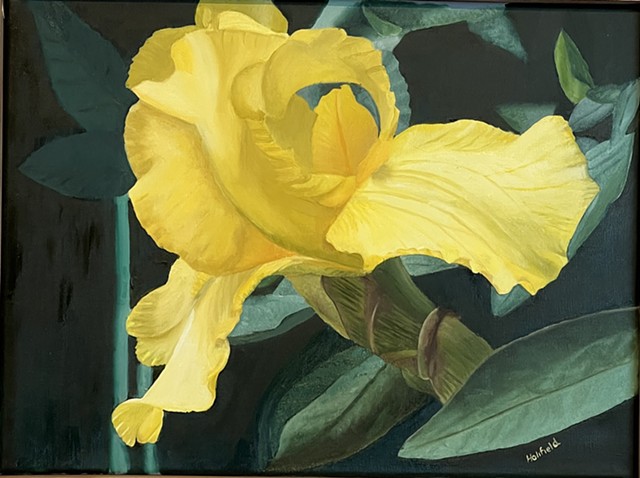 Yellow Iris