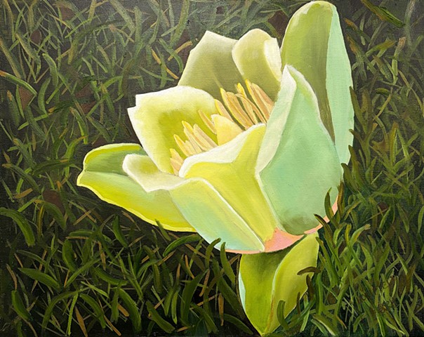Tulip Blossom