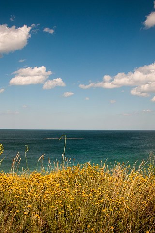 AA