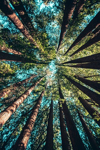 TREES!