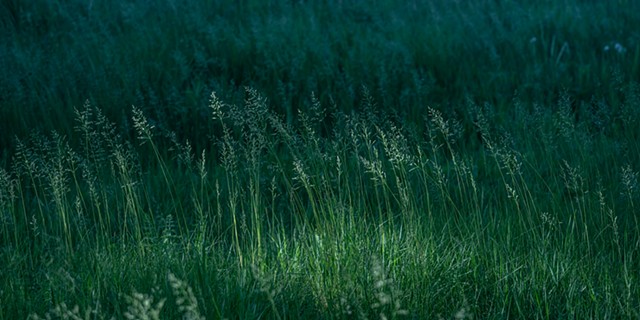 grass in shadow, Ice Age Trail, Kettle Moraine WI