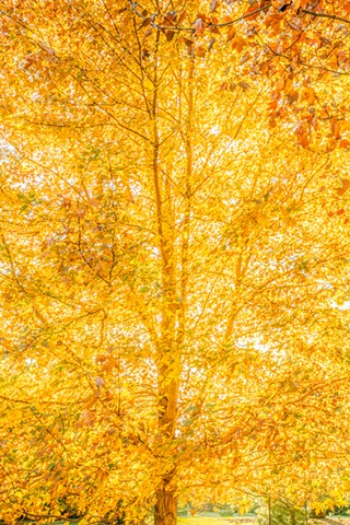 sun light behind a maple, university of Wisconsin
