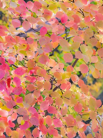 pink leaves in Blue hills park, Westbend