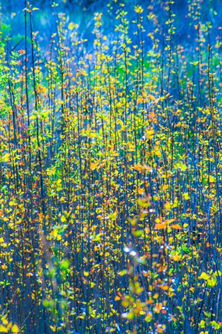 April bush in afternoon sunlight