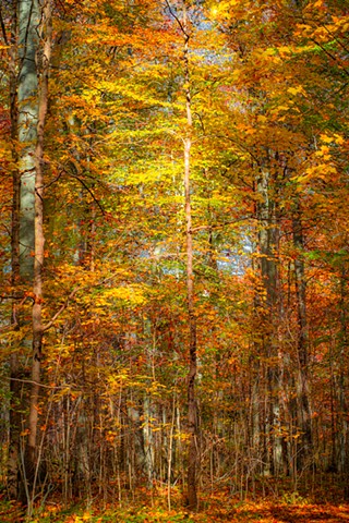 Light works on beech forest, Warren woods, MI