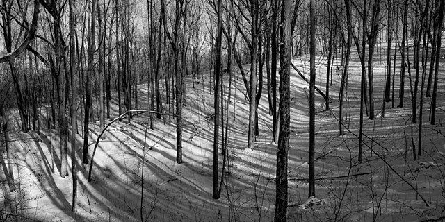 long tree shadows in late afternoon, Blue hills 