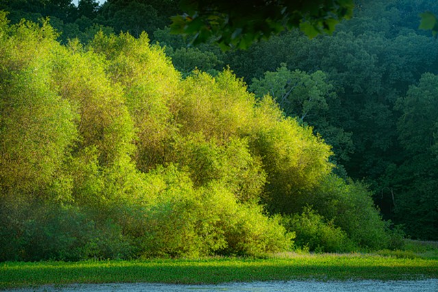 Grrify lake at sunset light, Bloomington IN