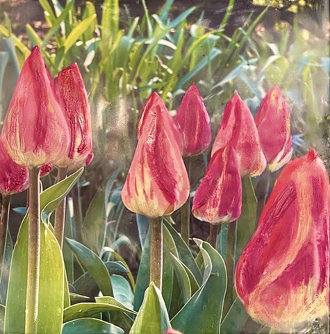 Des Tulipes II