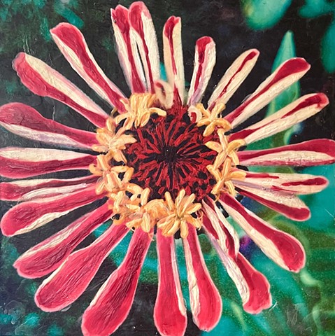 Zinnia No.1