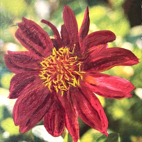 Dahlia No.1