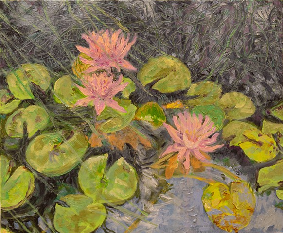 Mary Mayfield's Lily Pond