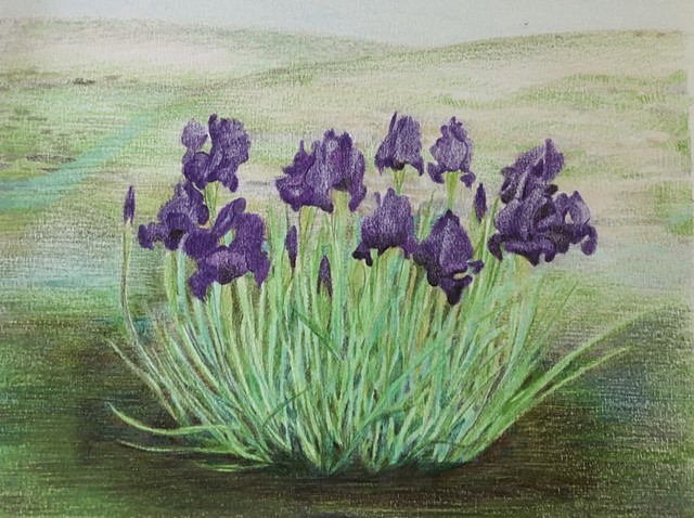 Entanglement: Irises of Faqqua