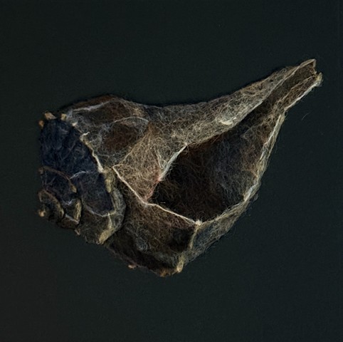 Conch Shell