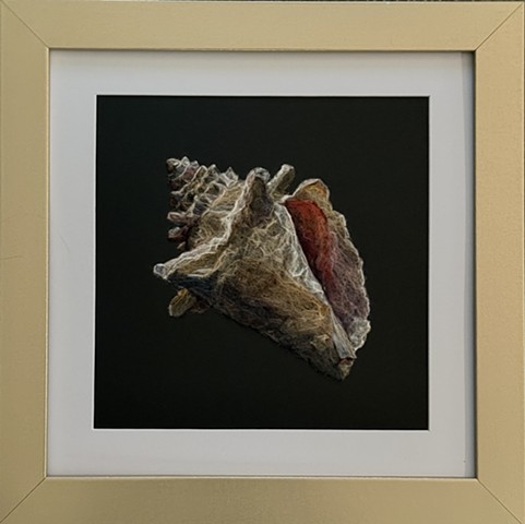 Florida conch shell