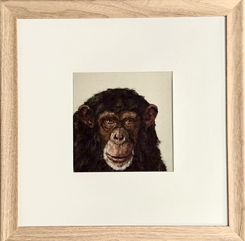 Chimpanzee 
