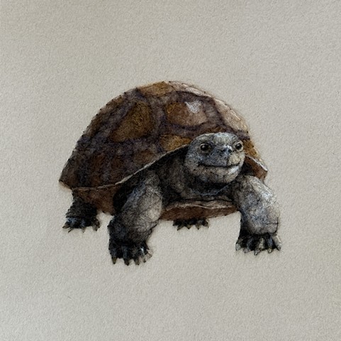 Tortoise