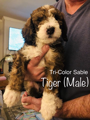 Tiger Tri-Color ADOPTED!!! CONGRATULATIONS!! 
