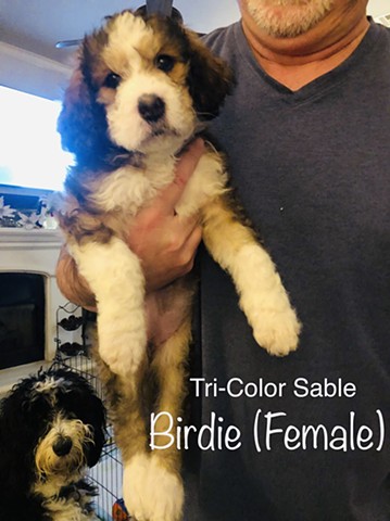 Birdie ADOPTED!! CONGRATULATIONS TO THE SELLERS FAMILY!!