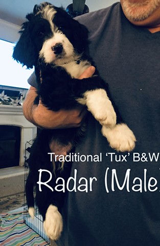 Radar B&W Tuxedo Male