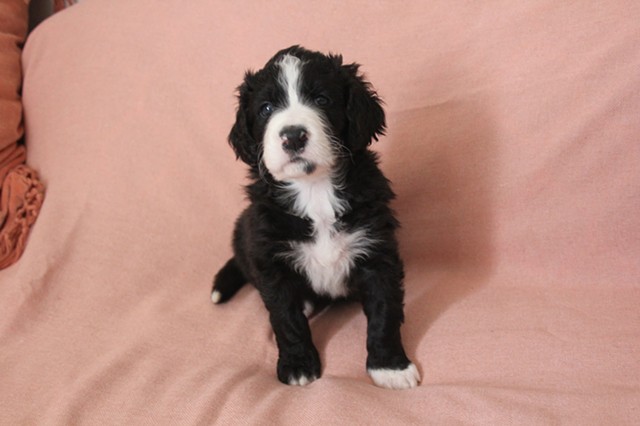 Available Puppies 4 Weeks Old (February 26, 2023) CLICK HERE!!!