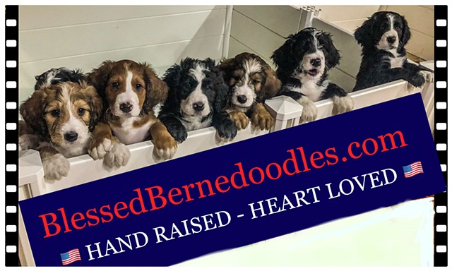 Blessed Bernedoodles   "HAND RAISED, HEART LOVED"