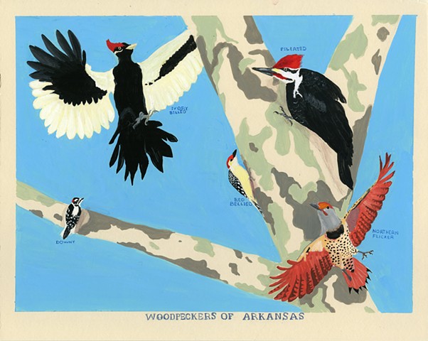 Woodpeckers of Arkansas