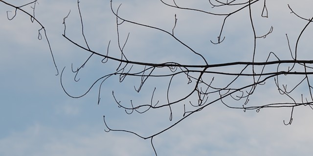 A color photograph depicts silhouettes of curvy branches forming lines and patterns.
