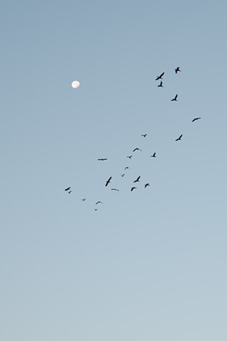 A color photograph depicts silhouettes of cormorants in flight at dawn, with the moon in the background.