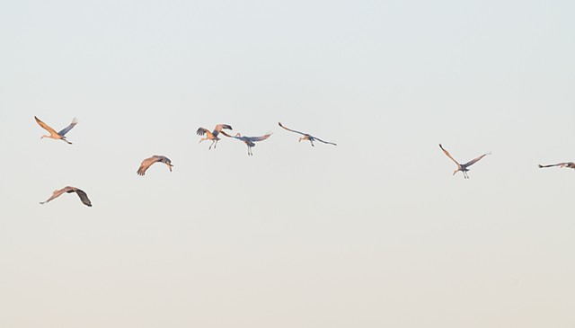 A line of cranes in flight at twilight, illuminated by the setting sun, their bodies in various positions as they prepare to land.