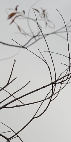 photograph of autumn leaves, branches; Schmeeckle Reserve, Stevens Point, Wisconsin; by Colleen E. Gunderson