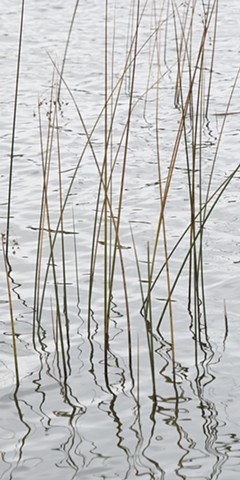 photograph of reeds, reflections, water; northern Kangaroo Lake, Baileys Harbor, Wisconsin; by Colleen E. Gunderson