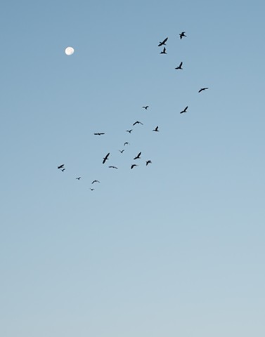 A color photograph depicts silhouettes of cormorants in flight at dawn, with the moon in the background.