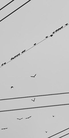 photograph of starlings and utility lines by Colleen Gunderson