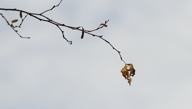 photograph of autumn leaf, branches; Schmeeckle Reserve, Stevens Point, Wisconsin; by Colleen E. Gunderson