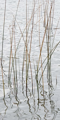A color photograph depicts reeds and reflections on north Kangaroo Lake in Door County, Wisconsin.