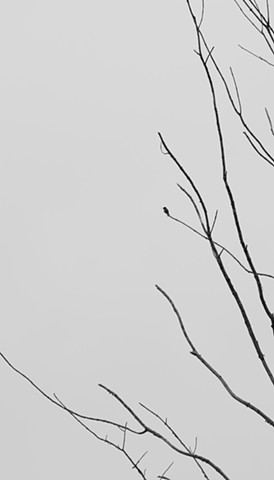 A monochromatic photograph with Eastern characteristics depicts branches and a hummingbird.