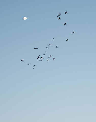 photograph of cormorants moon dawn Sand Bay Sister Bay Door County Wisconsin by Colleen Gunderson