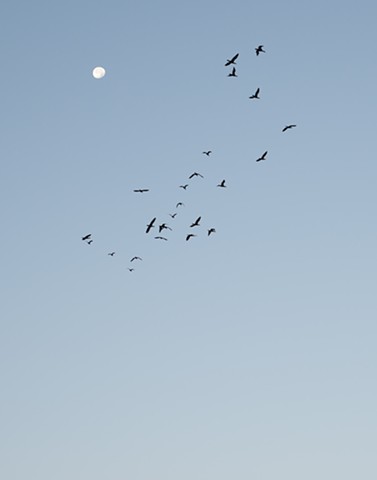 photograph of cormorants moon dawn Sand Bay Sister Bay Door County Wisconsin by Colleen Gunderson