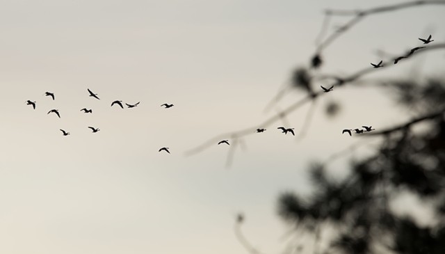 photograph of branches, geese, sunset; Schmeeckle Reserve, Stevens Point, Wisconsin; by Colleen E. Gunderson