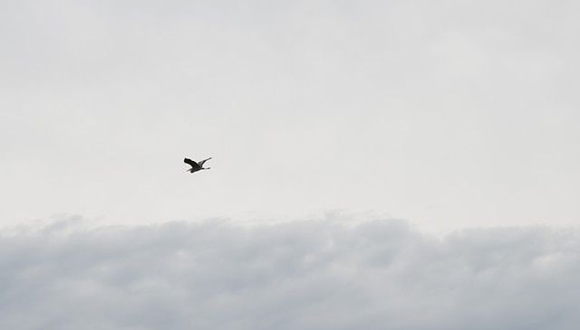photograph of crane in flight above clouds by Colleen Gunderson