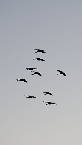 photograph of cranes in flight at sunset by Colleen Gunderson