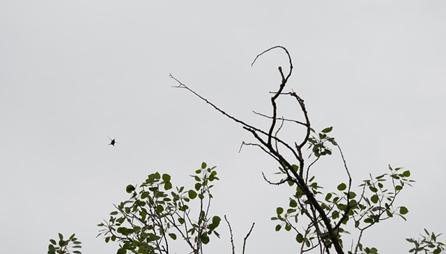A color photograph depicts a hummingbird in flight towards a tree with prominent branches, and leaves.