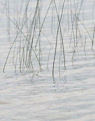 A color photograph depicts reeds and reflections on Europe Bay in Door County, Wisconsin.