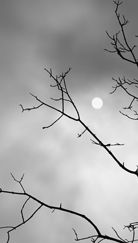 A monochromatic photograph with Eastern characteristics depicts silhouettes of branches, with the sun seen through clouds in the background.
