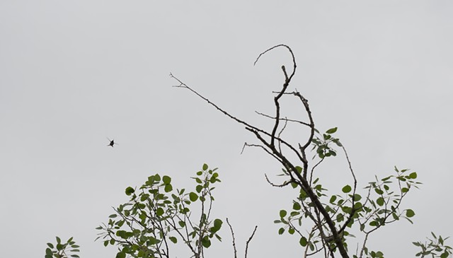 A color photograph depicts a hummingbird in flight towards a tree with prominent branches, and leaves.