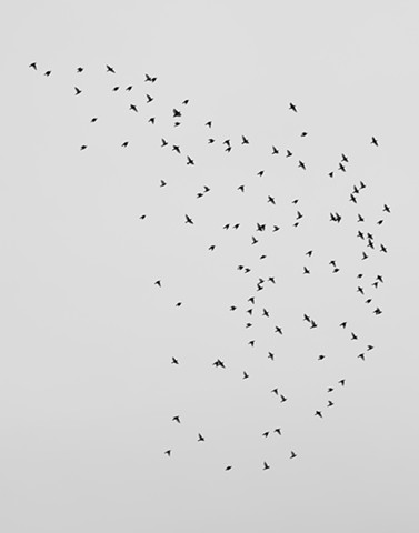 A monochromatic photograph depicts a flock of starlings in a flight pattern.