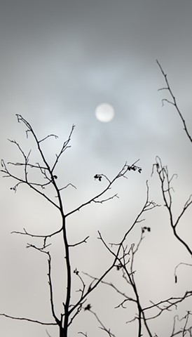 photograph of branches fog sun by Colleen Gunderson