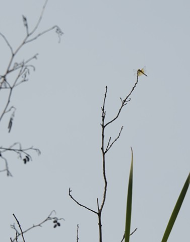 photograph of branches dragonfly reeds Schmeeckle Reserve Stevens Point Wisconsin by Colleen Gunderson