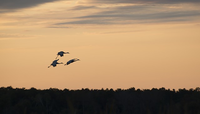 photograph of cranes in flight at sunset by Colleen Gunderson