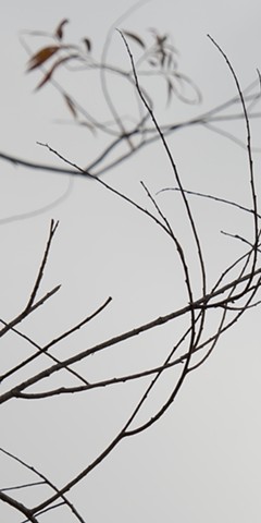 A color photograph with Eastern characteristics depicts silhouettes of branches and leaves.